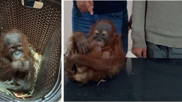 Пресечен незаконный вывоз экзотического примата - детеныша орангутана - Sputnik Таджикистан