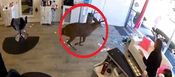 Олень влетел в салон красоты - видео - Sputnik Тоҷикистон