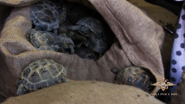 Полиция спасла четыре тысячи черепах - YouTube - Sputnik Таджикистан