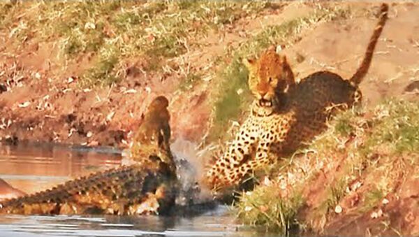 Крокодил нападает на леопарда, пытающегося украсть его еду - Sputnik Таджикистан