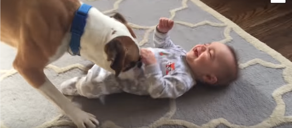 Вот это няня: собака успокаивает плачущего малыша - умилительное видео Вот это няня: собака успокаивает плачущего малыша - умилительное видео - Sputnik Таджикистан