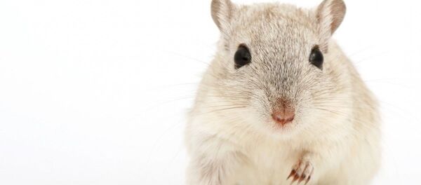 Белая крыса, архивное фото - Sputnik Тоҷикистон