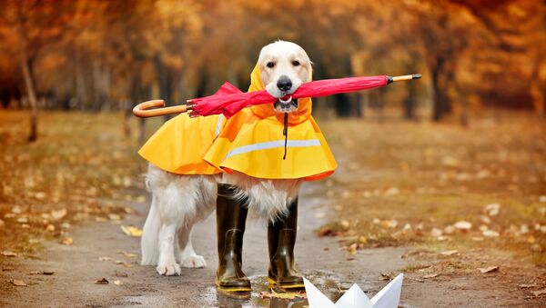 Собака породы голден ретривер в резиновых сапогах, плаще и с зонтом - Sputnik Таджикистан