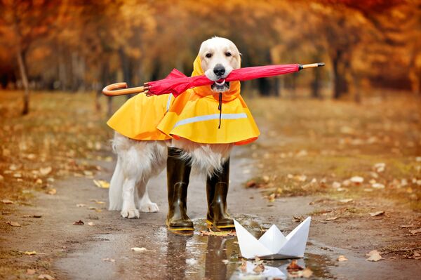 Собака породы голден ретривер в резиновых сапогах, плаще и с зонтом - Sputnik Таджикистан
