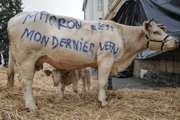 Лозунг протестующих фермеров, написанный на корове, Франция - Sputnik Таджикистан