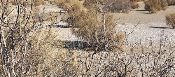 Посадки саксаула на дне Аральского мора - Sputnik Таджикистан