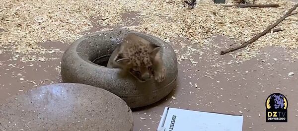 Папа-лев знакомится с сыном - Sputnik Таджикистан