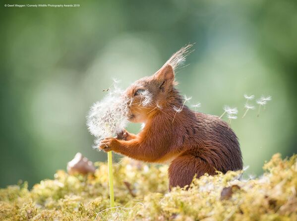 Снимок Squirrel Wishes (Беличьи желания)  шведского фотографа Герта Веггена - Sputnik Таджикистан