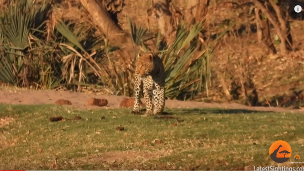 Голодный леопард напал на крокодила: их отчаянная схватка за добычу попала на видео  - Sputnik Таджикистан