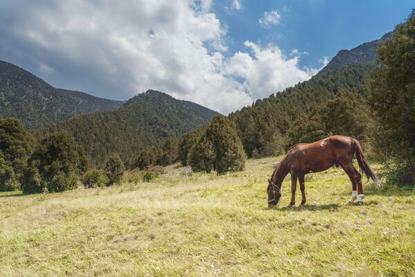 Лошадь в ущелье Шахристан, архивное фото - Sputnik Таджикистан