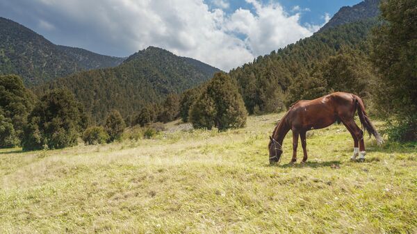 Лошадь в ущелье Шахристан, архивное фото - Sputnik Таджикистан