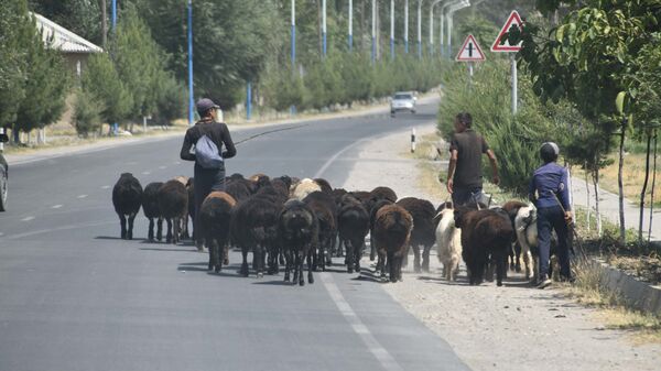 Выпас стада баранов близ Пенджикента - Sputnik Таджикистан