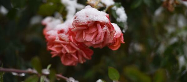 Цветы в снегу, архивное фото - Sputnik Тоҷикистон