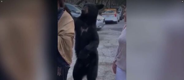 Учтивый медведь похлопал туристку по плечу, чтобы утолить голод - Sputnik Таджикистан