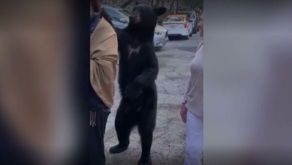 Учтивый медведь похлопал туристку по плечу, чтобы утолить голод - Sputnik Таджикистан