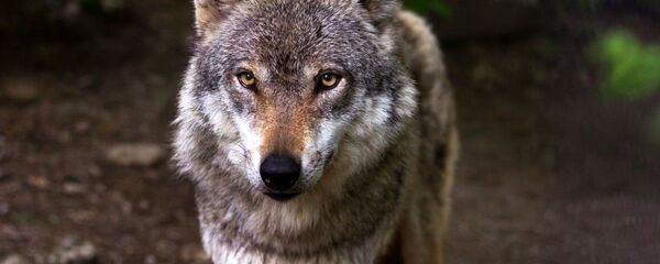 Волк в лесу, архивное фото - Sputnik Тоҷикистон