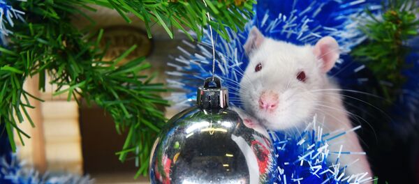 Символ Нового 2020 года - Sputnik Таджикистан