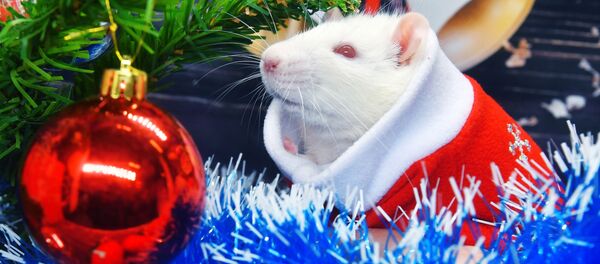 Символ Нового 2020 года - Sputnik Таджикистан