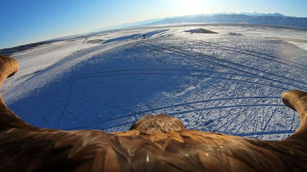Кадр из видео во время охоты с орлами в Казахстане  - Sputnik Таджикистан