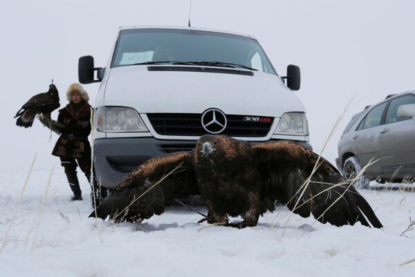 Беркут у машины во время охоты в Казахстане  - Sputnik Таджикистан