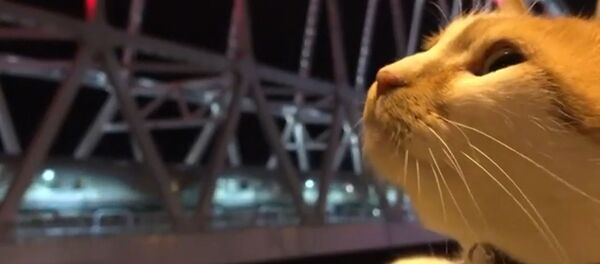 Кот Мостик встретил первый пассажирский поезд на Крымском мосту Кот Мостик встретил первый пассажирский поезд на Крымском мосту - Sputnik Таджикистан