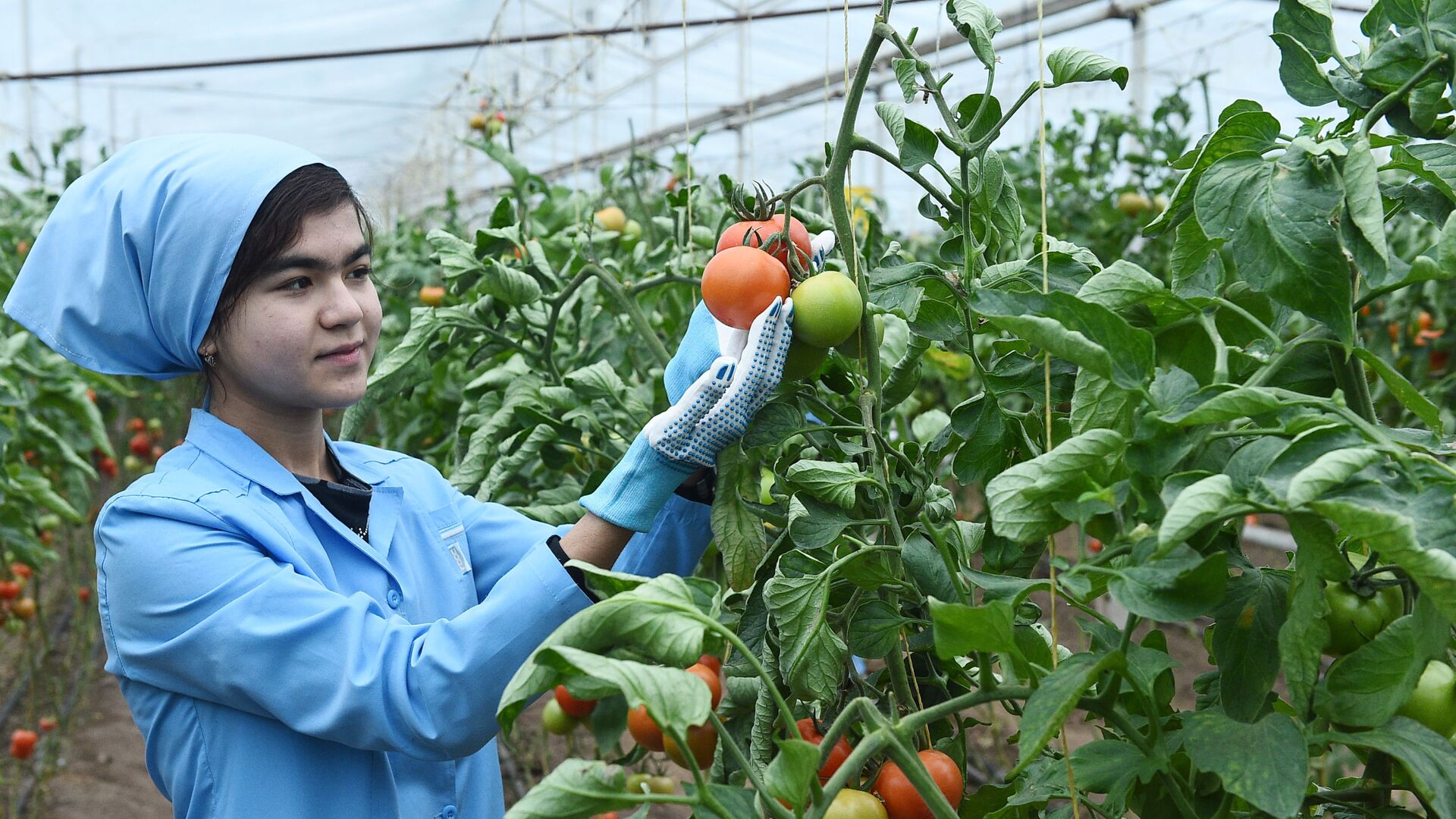 Выращивание помидоров в теплице - Sputnik Таджикистан, 1920, 24.04.2021