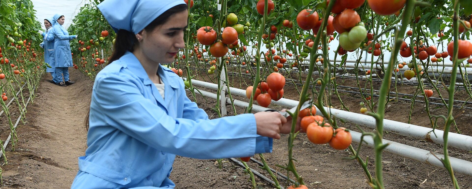 Выращивание помидоров в теплице - Sputnik Таджикистан, 1920, 06.06.2024