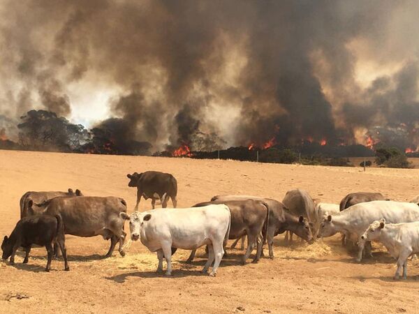 Стадо коров на пастбище во время пожара на острове Кенгуру, Австралия - Sputnik Тоҷикистон