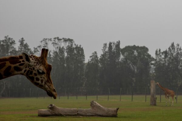 Жирафы в зоопарке на фоне дыма от лесных пожаров в Австралии - Sputnik Тоҷикистон