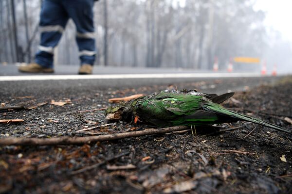 Попугай, погибший в результате лесных пожаров в Австралии - Sputnik Тоҷикистон