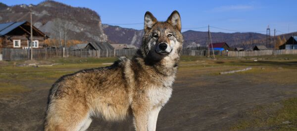 Подросший волчонок - Sputnik Таджикистан