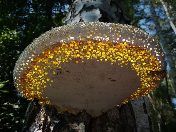 Древесный гриб, покрытый росой. Игорь Улитин, номинация Мобильное фото - Sputnik Таджикистан