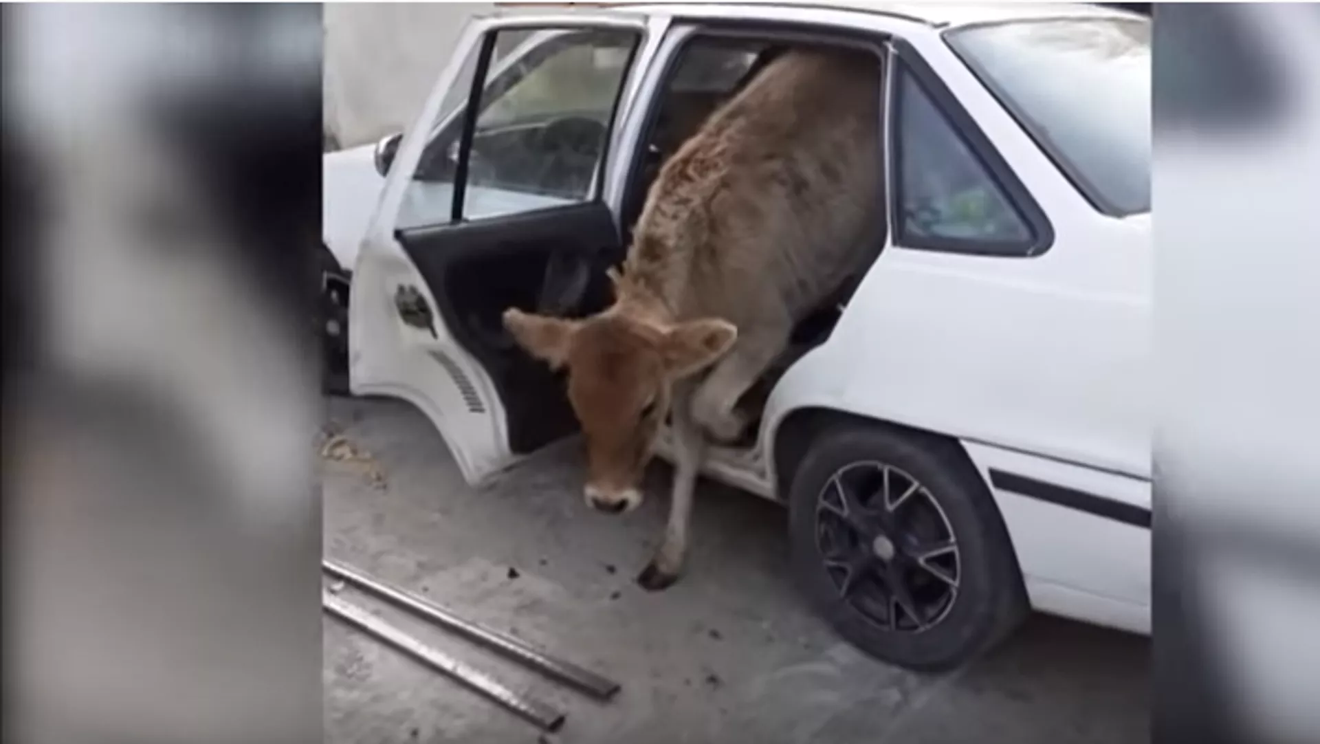 Говдуздон ошкор шуданд