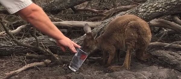 Спасатели помогают диким животным в Австралии Спасатели помогают диким животным в Австралии - Sputnik Таджикистан