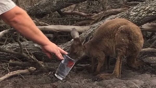 Спасатели помогают диким животным в Австралии - Sputnik Таджикистан
