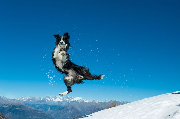 Колли прыгает в снегу - Sputnik Таджикистан