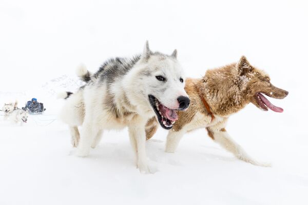 Восточно-гренландская экспедиция на собачьих упряжках с Пирхук - Sputnik Таджикистан
