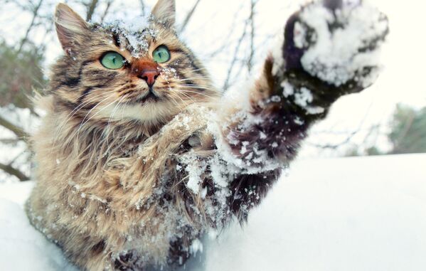 Кошка играет со снегом - Sputnik Таджикистан