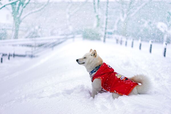 Собака радуется снежной погоде - Sputnik Таджикистан