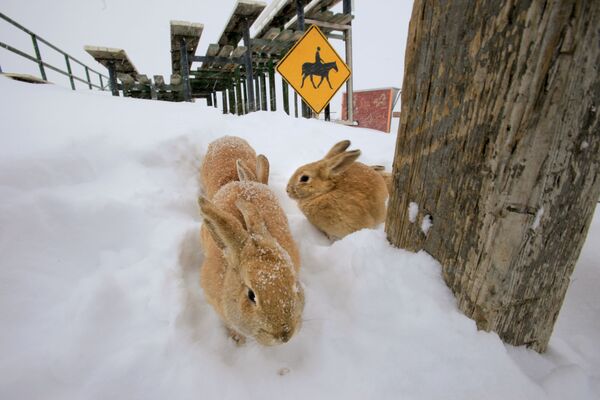 Кролики на снегу в Колорадо - Sputnik Таджикистан