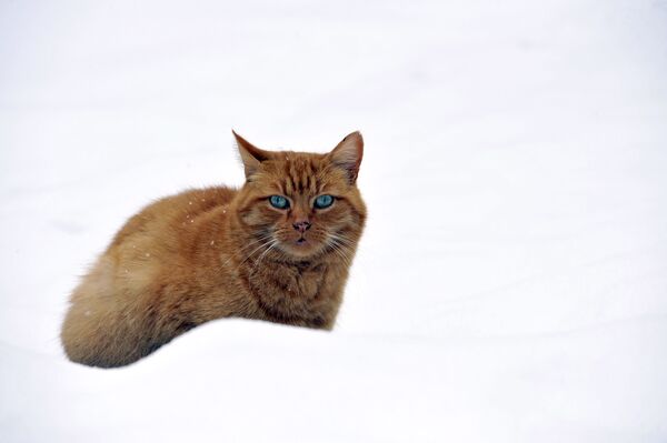 Кошка на снегу во Франции - Sputnik Таджикистан