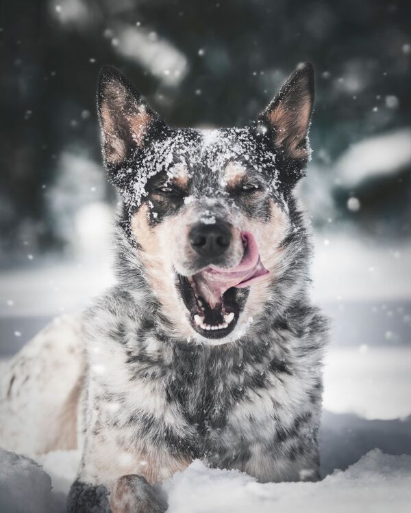 Собака в снегу облизывает морду - Sputnik Таджикистан