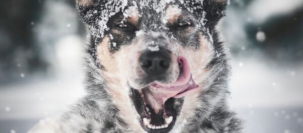 Собака в снегу облизывает морду - Sputnik Тоҷикистон