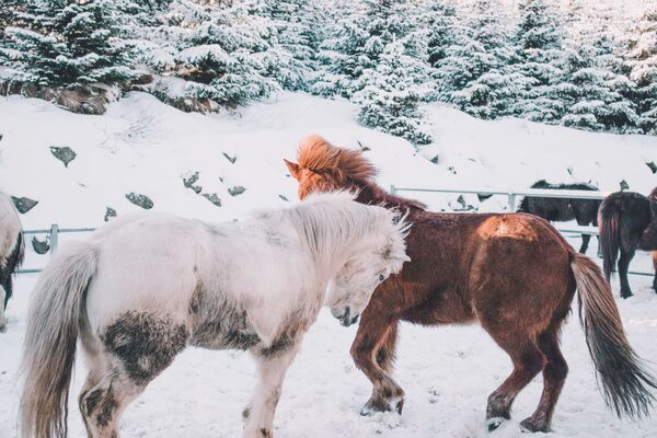 Лошади в загоне зимой - Sputnik Таджикистан