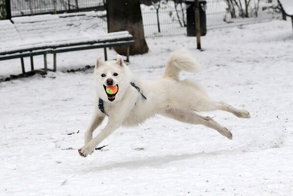 Собака играет с мячом в Милане - Sputnik Таджикистан