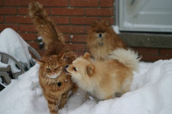 Кошка и собака играют в снегу - Sputnik Таджикистан