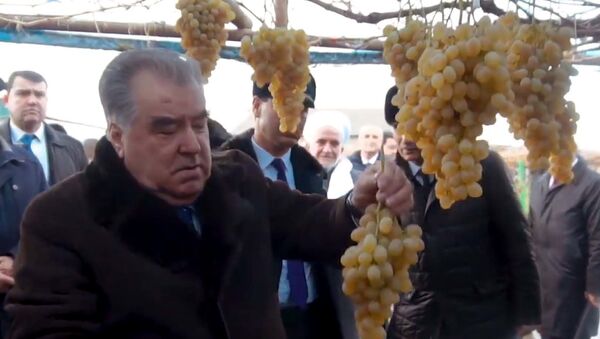 Рахмон на виноградных плантациях  - Sputnik Таджикистан