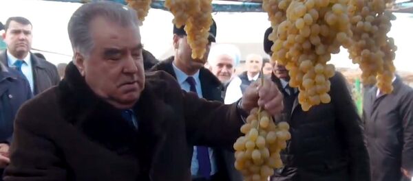 Рахмон на виноградных плантациях  - Sputnik Тоҷикистон