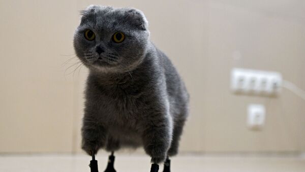Кошка Дымка из Новосибирска после операции по вживлению титановых протезов, напечатанных на 3D-принтере - Sputnik Таджикистан