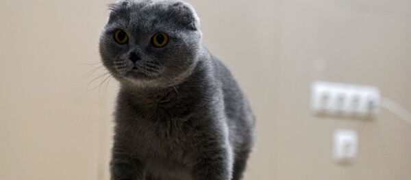 Кошка Дымка из Новосибирска после операции по вживлению титановых протезов, напечатанных на 3D-принтере - Sputnik Таджикистан